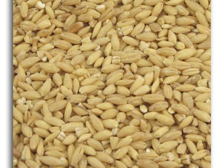 Bulk Barley Hulled Organic - 25 lbs. Online