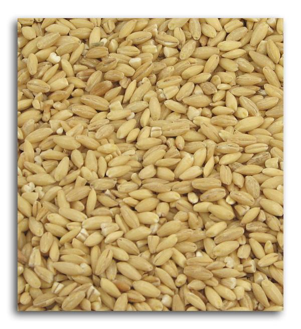 Bulk Barley Hulled Organic - 25 lbs. Online