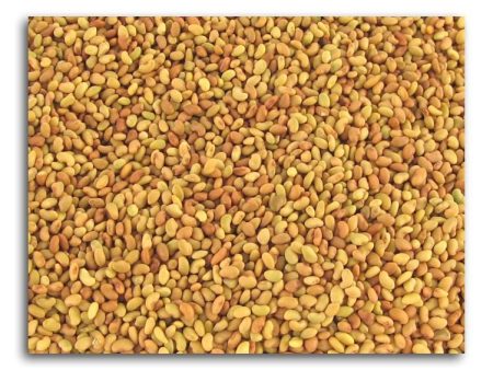 Bulk Alfalfa Seeds Organic - 5 lbs. on Sale