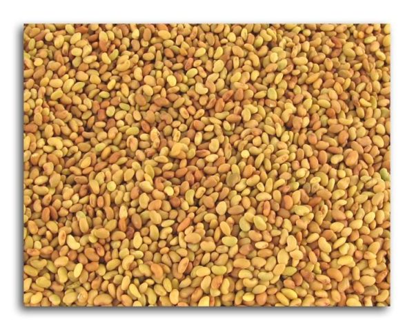 Bulk Alfalfa Seeds Organic - 5 lbs. on Sale