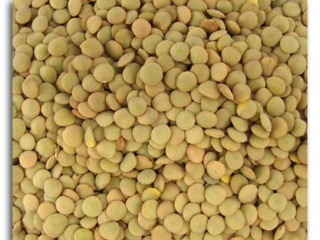 Bulk Lentils Green Organic - 25 lbs. on Sale